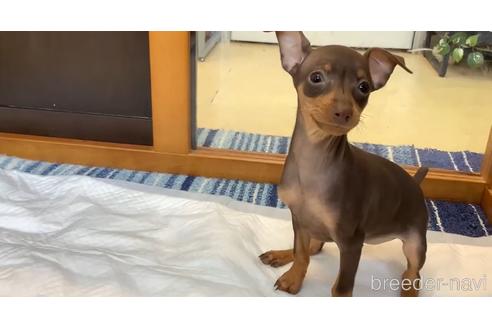 成約済の石川県のミニチュアピンシャー(ミニピン)-155662の1枚目