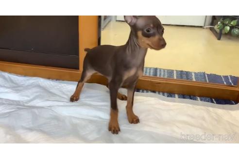成約済の石川県のミニチュアピンシャー(ミニピン)-155662の2枚目