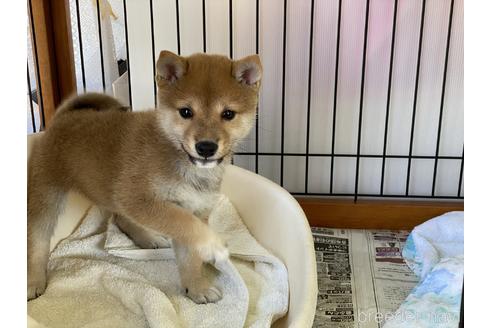成約済の岡山県の豆柴-149774の10枚目