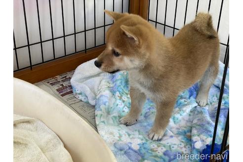 成約済の岡山県の豆柴-149774の9枚目