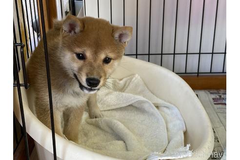 成約済の岡山県の豆柴-149774の8枚目