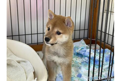 成約済の岡山県の豆柴-149774の7枚目