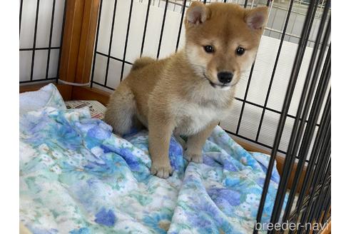 成約済の岡山県の豆柴-149774の6枚目