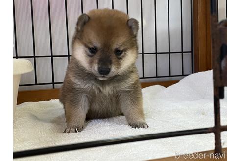 成約済の岡山県の豆柴-152909の1枚目