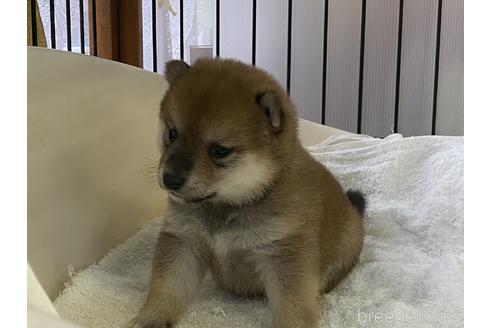 成約済の岡山県の豆柴-152909の5枚目