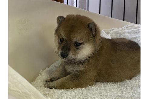 成約済の岡山県の豆柴-152909の4枚目