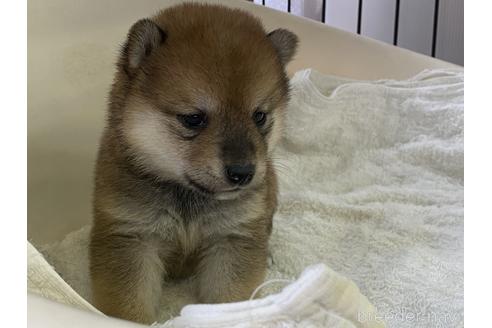成約済の岡山県の豆柴-152909の3枚目