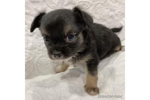 成約済の神奈川県のミックス犬-155689の2枚目