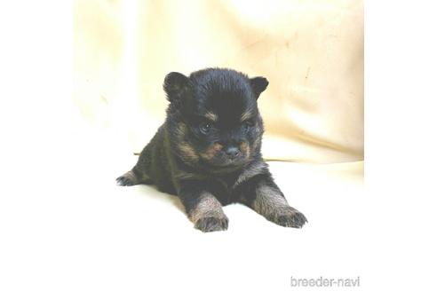 成約済の茨城県のミックス犬-154699の15枚目