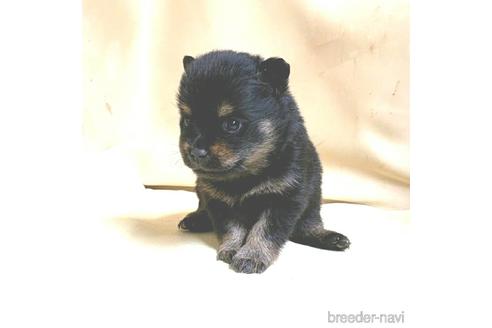 成約済の茨城県のミックス犬-154699の14枚目