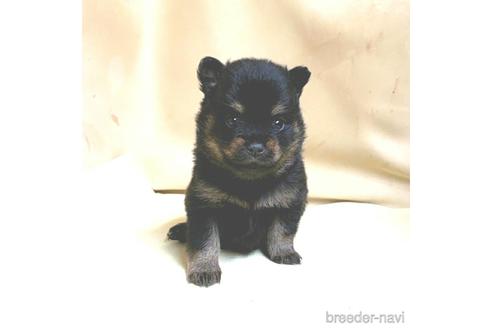 成約済の茨城県のミックス犬-154699の13枚目
