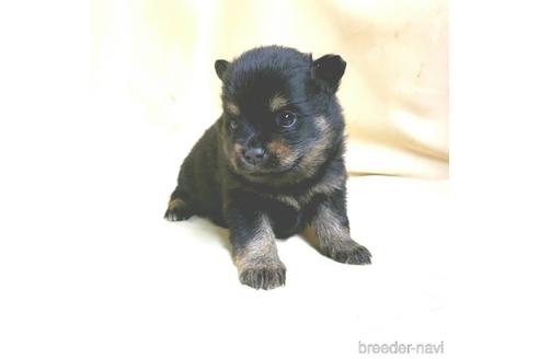 成約済の茨城県のミックス犬-154699の12枚目