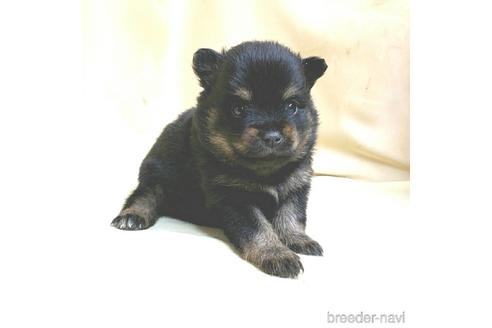 成約済の茨城県のミックス犬-154699の11枚目