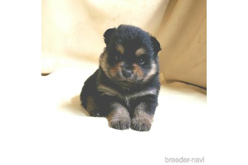 成約済の茨城県のミックス犬-154698の15枚目