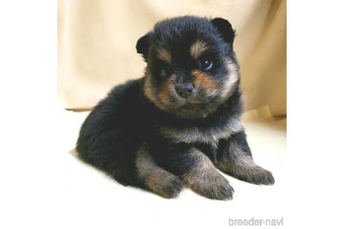 成約済の茨城県のミックス犬-154698の14枚目