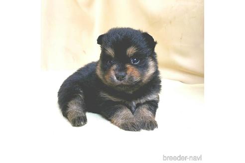成約済の茨城県のミックス犬-154698の13枚目