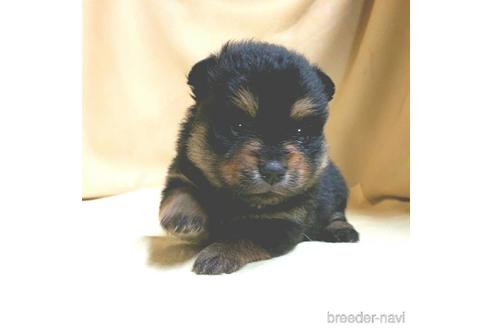 成約済の茨城県のミックス犬-154698の12枚目