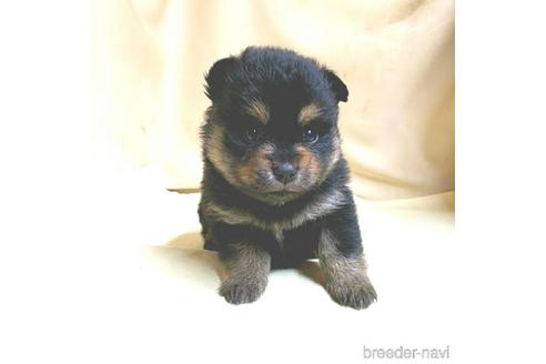 成約済の茨城県のミックス犬-154698の11枚目