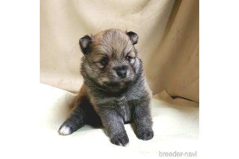 成約済の茨城県のミックス犬-154700の24枚目
