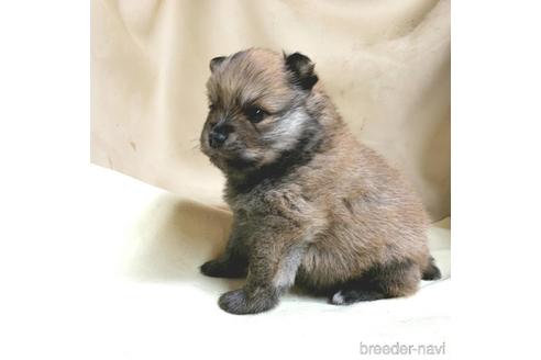 成約済の茨城県のミックス犬-154700の22枚目