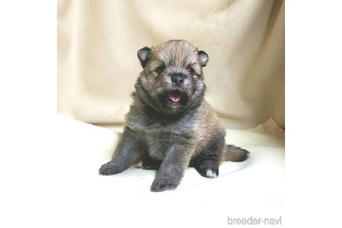 成約済の茨城県のミックス犬-154700の21枚目