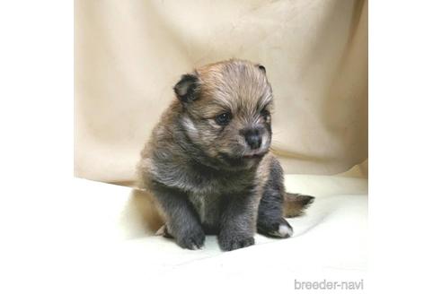 成約済の茨城県のミックス犬-154700の20枚目