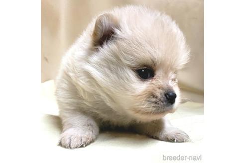 成約済の茨城県のミックス犬-154702の15枚目