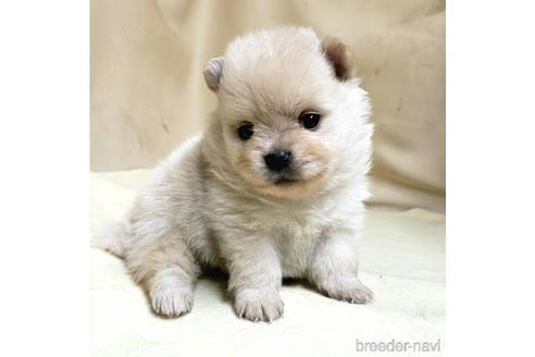 成約済の茨城県のミックス犬-154702の14枚目
