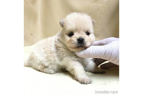成約済の茨城県のミックス犬-154702の11枚目