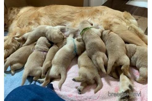 成約済の静岡県のゴールデンレトリーバー-155711の7枚目