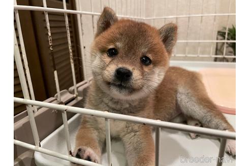 成約済の兵庫県の豆柴-155723の1枚目