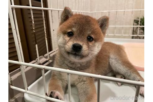 成約済の兵庫県の豆柴-155723の5枚目