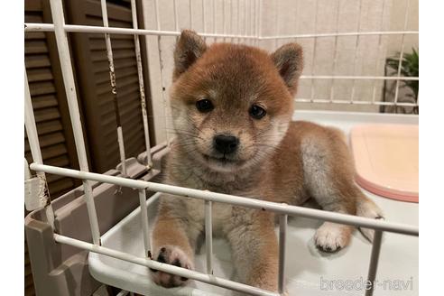 成約済の兵庫県の豆柴-155723の4枚目