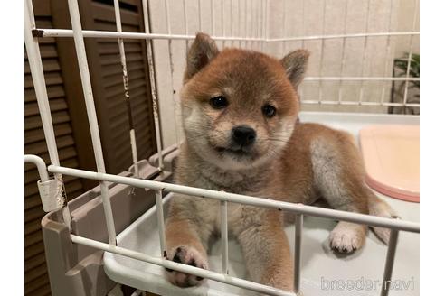 成約済の兵庫県の豆柴-155723の3枚目