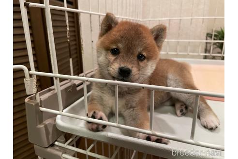 成約済の兵庫県の豆柴-155723の2枚目