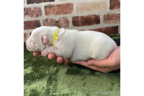 成約済の長野県のアメリカンブリー-155735の4枚目