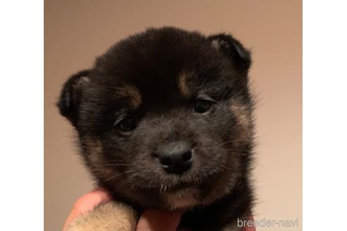 成約済の静岡県の柴犬-155733の1枚目