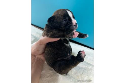 成約済の沖縄県のミックス犬-155756の20枚目