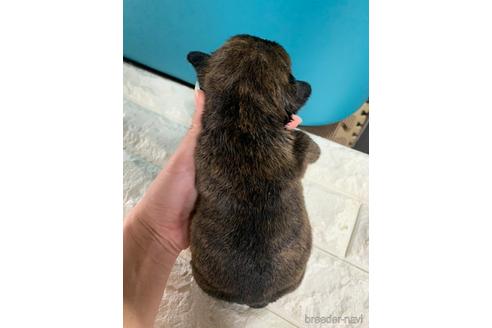 成約済の沖縄県のミックス犬-155756の18枚目