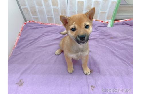 成約済の東京都の豆柴-152244の15枚目