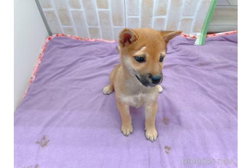 成約済の東京都の豆柴-152244の14枚目