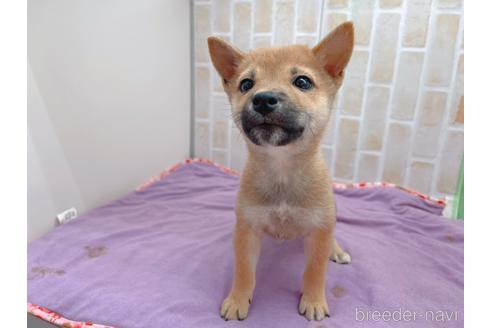 成約済の東京都の豆柴-152244の13枚目