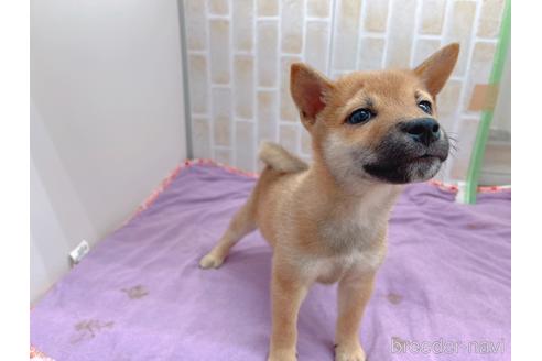 成約済の東京都の豆柴-152244の10枚目