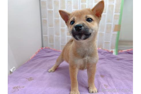 成約済の東京都の豆柴-152244の12枚目