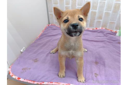 成約済の東京都の豆柴-152244の11枚目