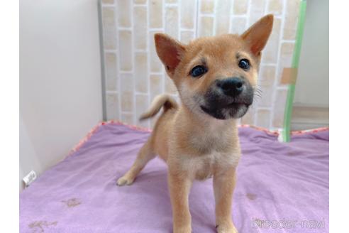 成約済の東京都の豆柴-152244の9枚目