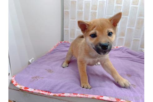 成約済の東京都の豆柴-152244の8枚目