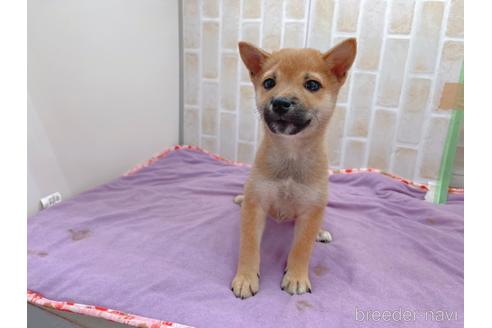 成約済の東京都の豆柴-152244の7枚目