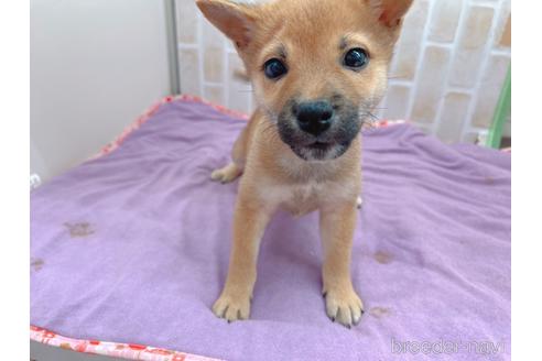 成約済の東京都の豆柴-152244の6枚目