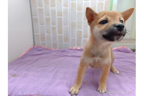 成約済の東京都の豆柴-152244の5枚目